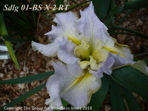 Sdlg 01-BS X 2 RT 919 